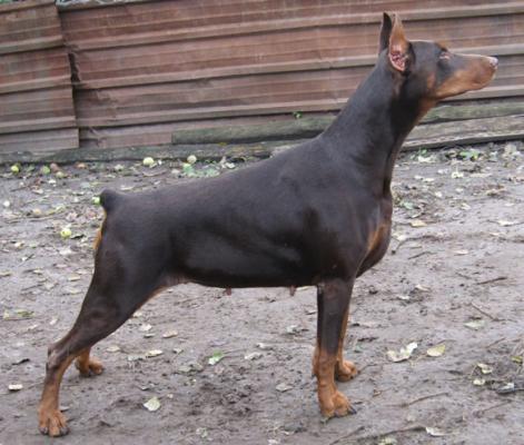 Lola Glenaik | Brown Doberman Pinscher