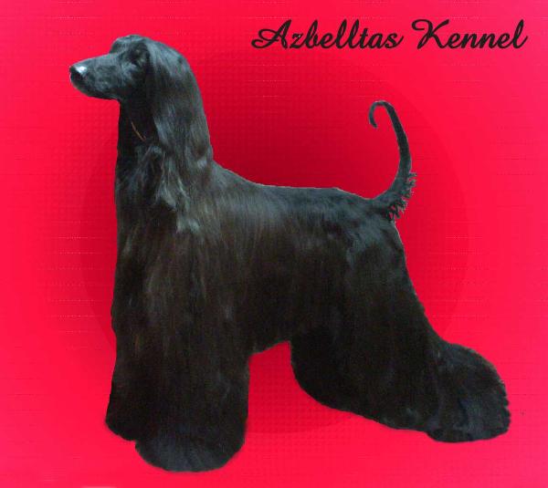 Azbelltas Flying Fortress | Afghan Hound 