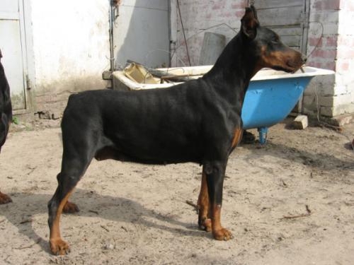 Kleopatra Ukr-Bakkara | Black Doberman Pinscher