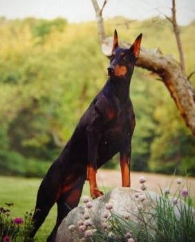 Cara's Matik Gift For Gab | Black Doberman Pinscher