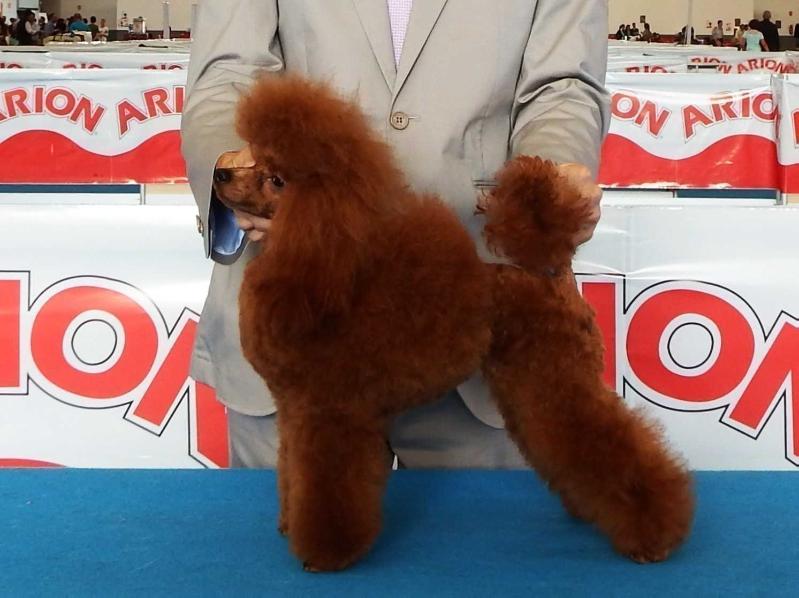 Zamora's Red For Kram de Alderrabel | Poodle 