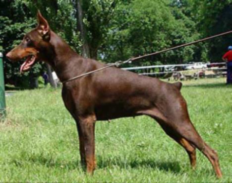 Atlanta Animus Di Altobello | Brown Doberman Pinscher