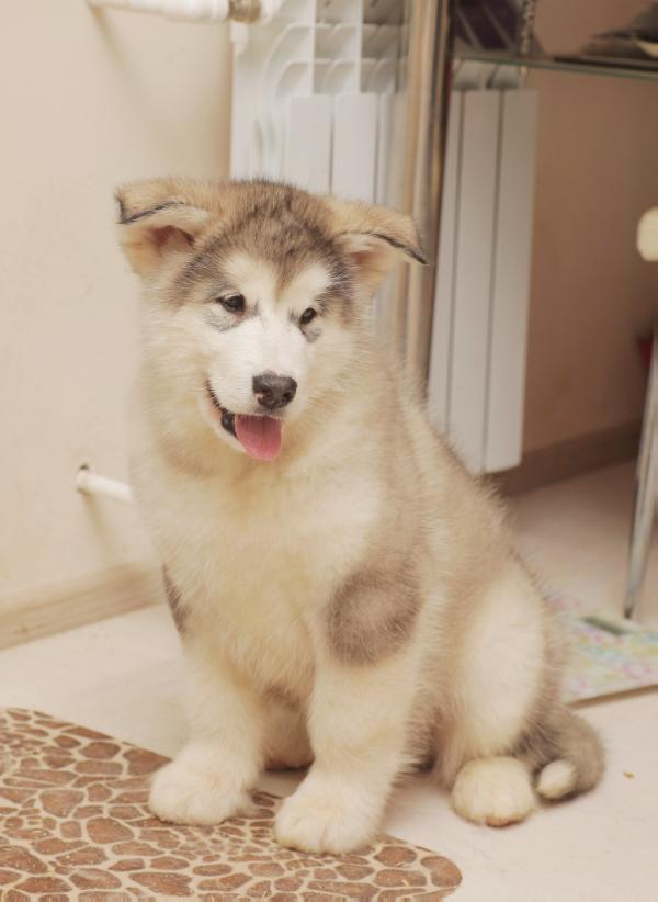 Gold Of Maja Otto | Alaskan Malamute 