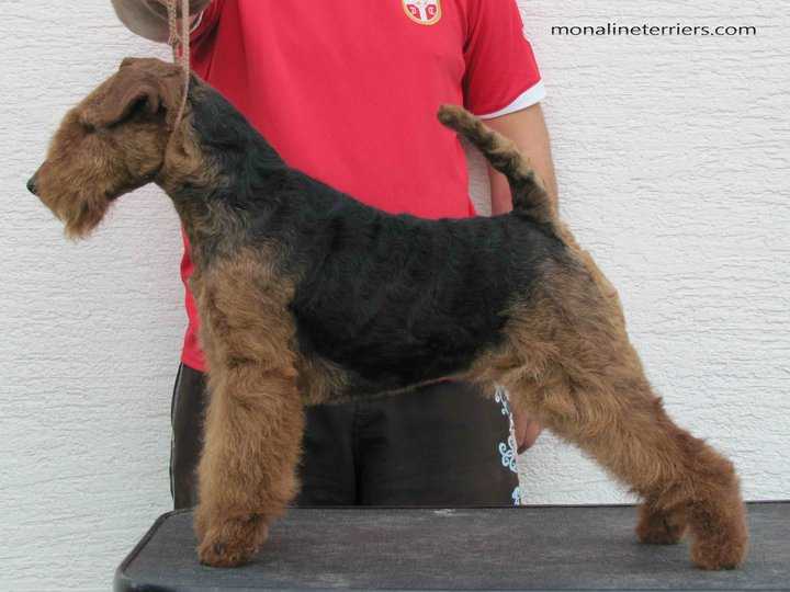 Matranensis Kickshaw | Welsh Terrier 