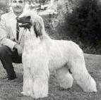 Bletchingley Sahari Of Scheherezade | Afghan Hound 