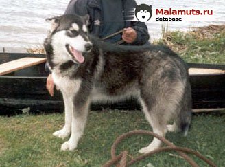 L?YU ZAURA | Alaskan Malamute 