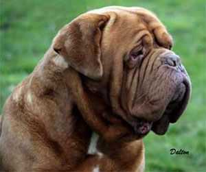 A-TCHUDIK NOSTALGIE DE FRANCE | Dogue de Bordeaux 