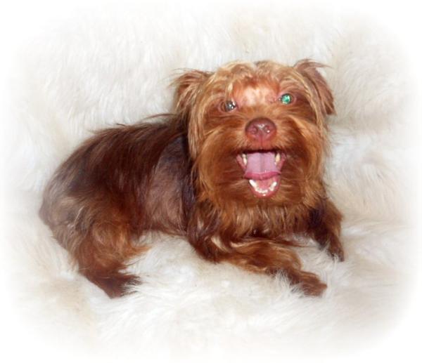 Chocolate Mocha Mac | Yorkshire Terrier 