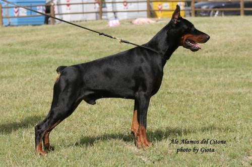 Ale' Alamos del Citone | Black Doberman Pinscher