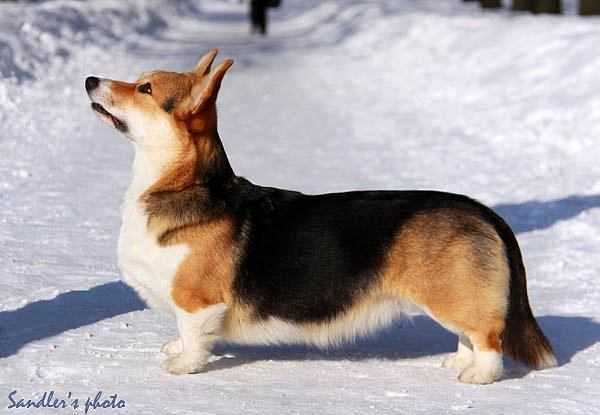 Hailait's Ilang-Ilang | Pembroke Welsh Corgi 