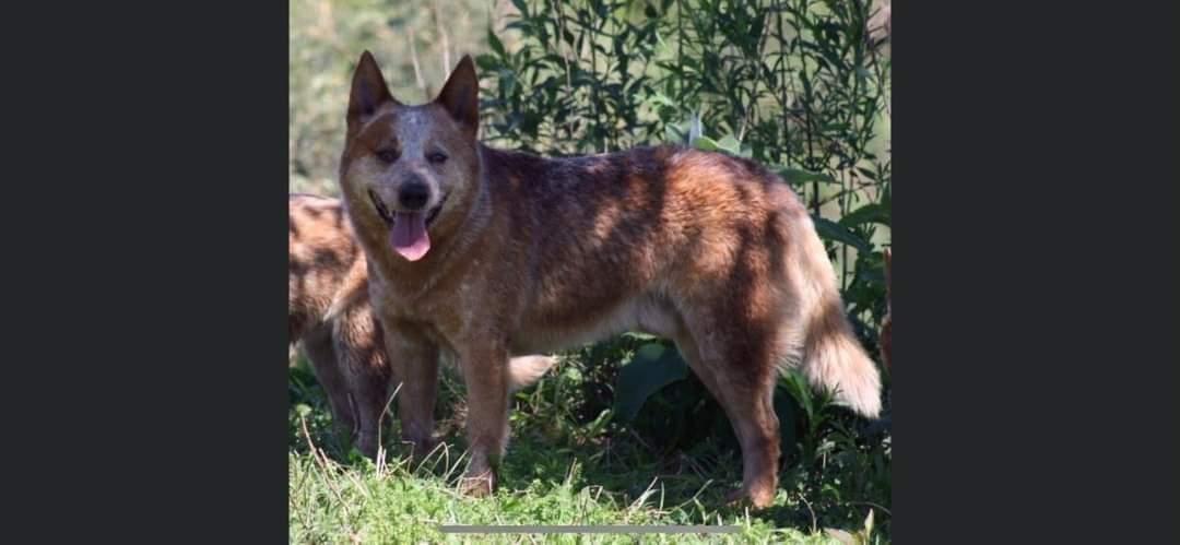 MR BROWN D' IRENIC | Australian Cattle Dog 