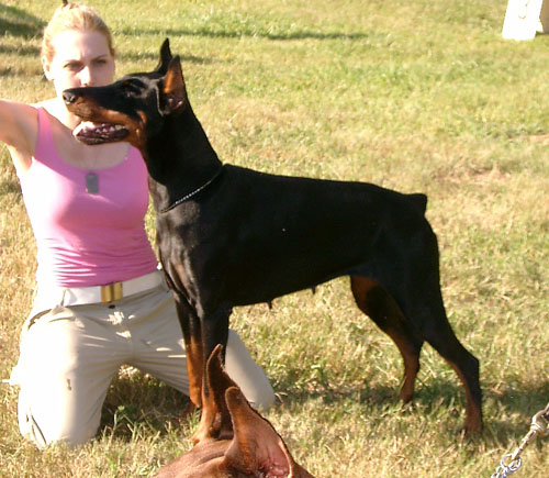 Onixie dei Due Laghi | Black Doberman Pinscher