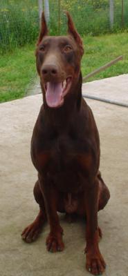 Urselurs del Citone | Brown Doberman Pinscher