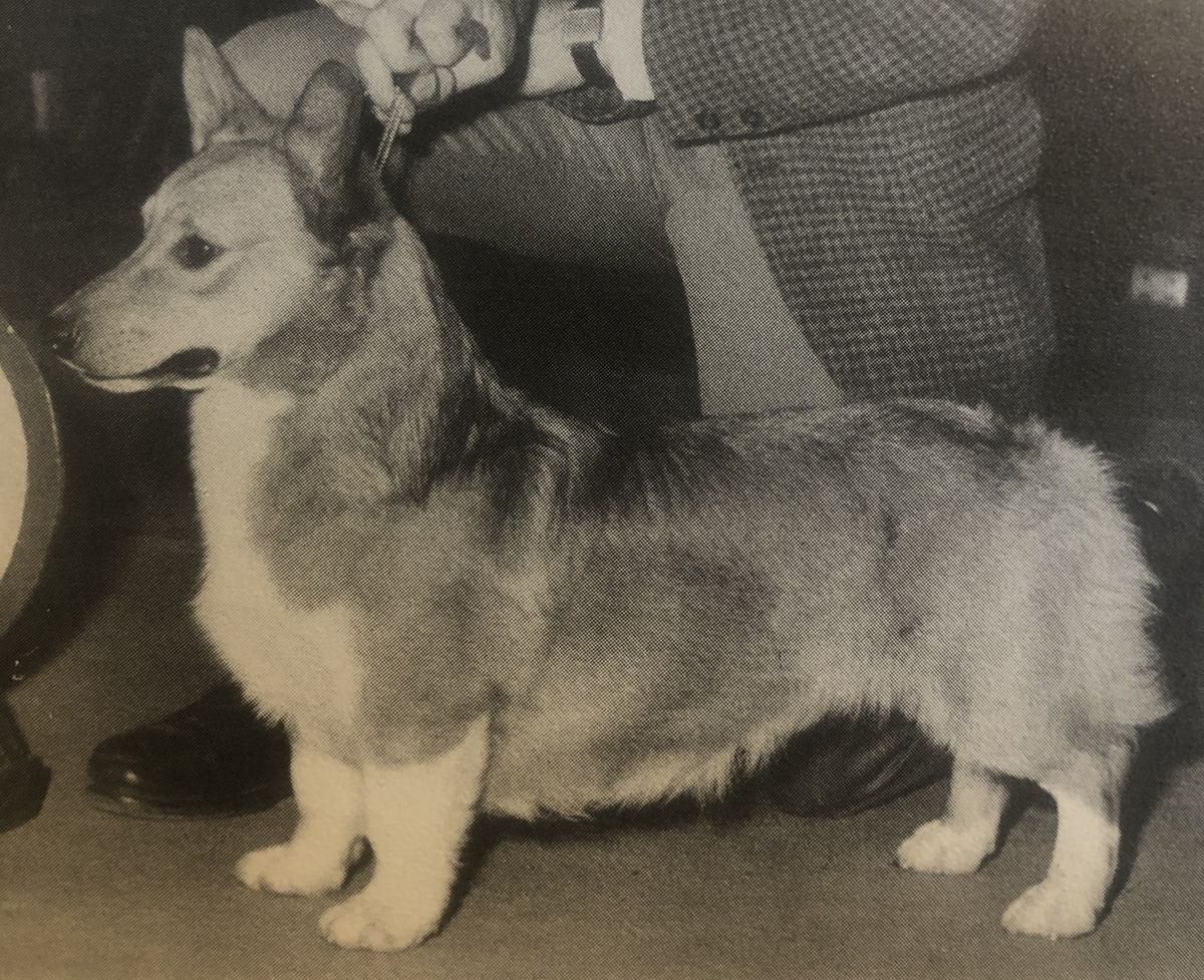 Cottleston Croquet | Pembroke Welsh Corgi 