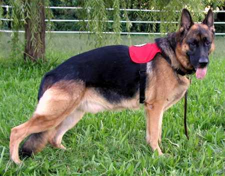 Jerland's Baron Rising Star | German Shepherd Dog 