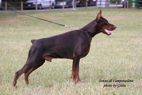 Sensei di Campovalano | Brown Doberman Pinscher