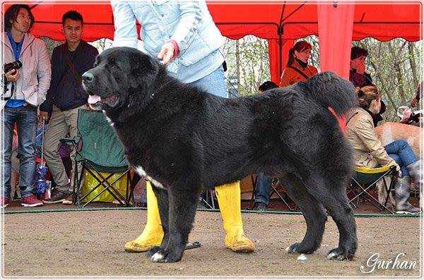 ZANG | Central Asian Shepherd Dog 