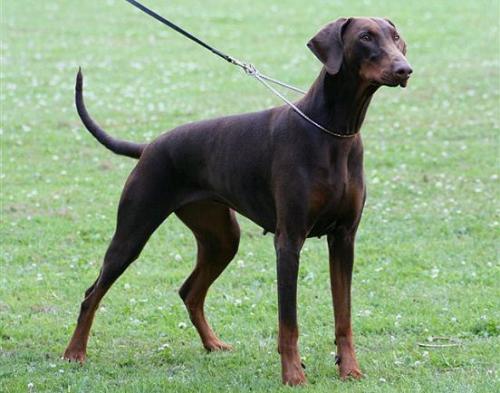 Faby v. Waisenhaus | Brown Doberman Pinscher