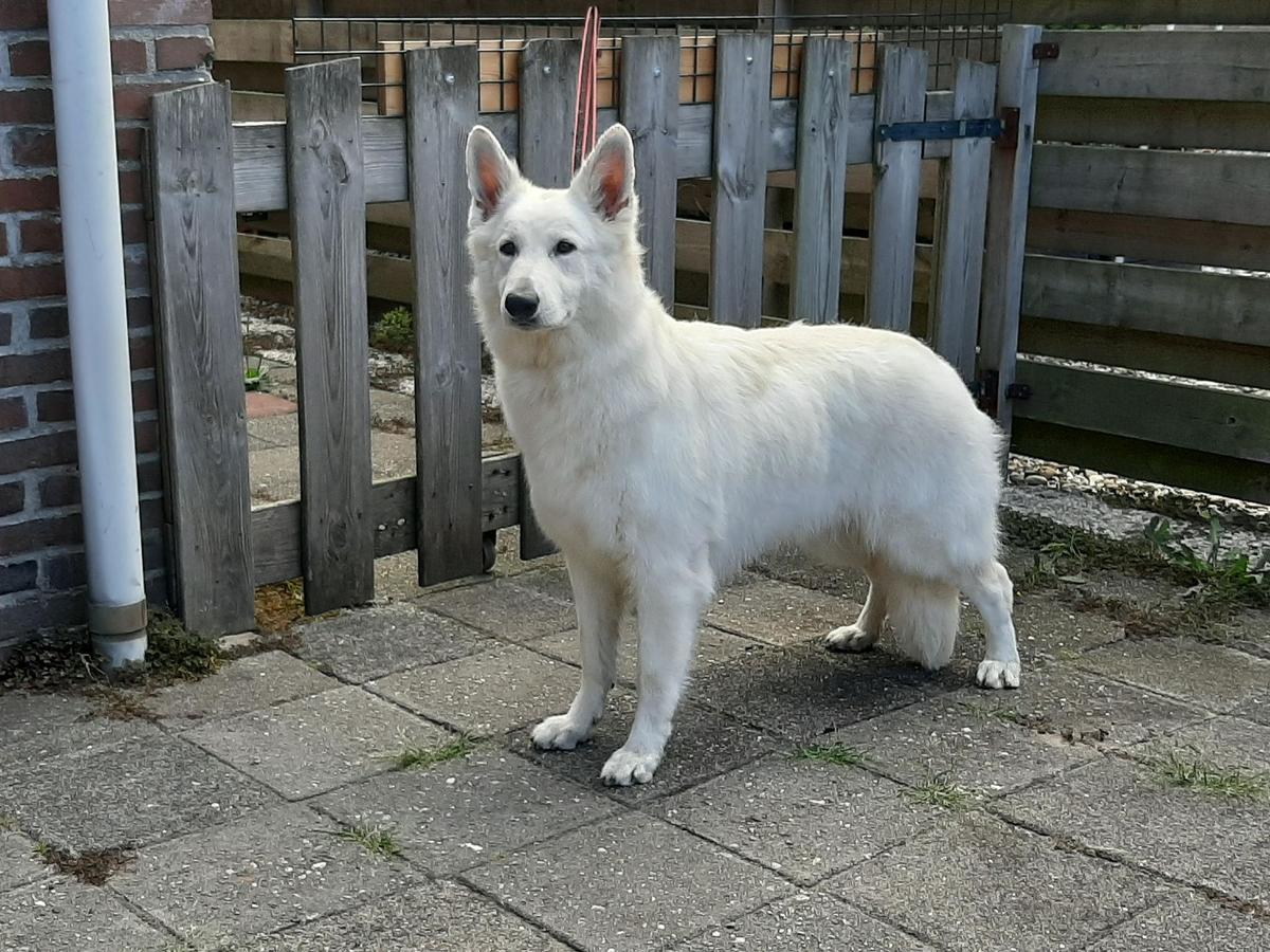 X- White Queen Evita vom Sutumer Grund | White Swiss Shepherd Dog 