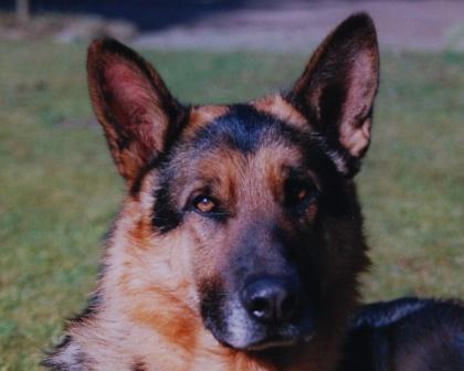 Siro aus der Immenheide | German Shepherd Dog 