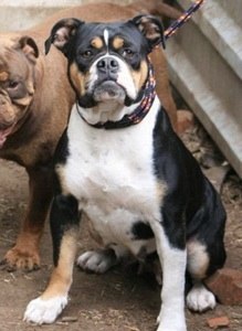 Bullforce Inga | Olde English Bulldogge 