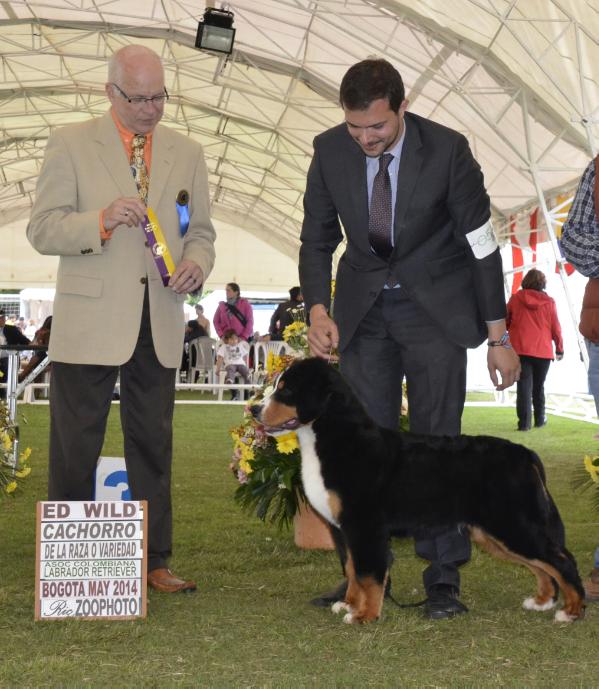 Fairplay's Mtn Breeze Jack of Diamonds | Bernese Mountain Dog 