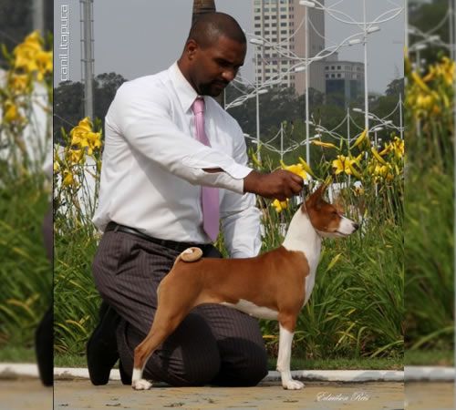 Bupe Itapuca | Basenji 