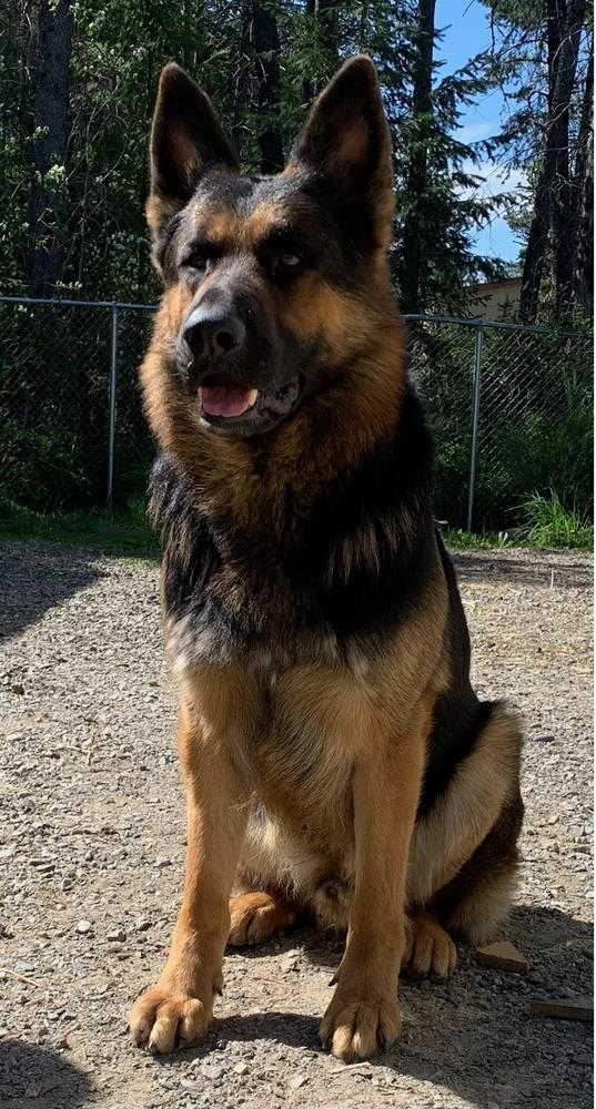 V-Duke Vom Sonoline | German Shepherd Dog 