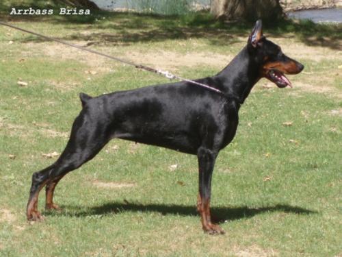 Arrbass Brisa | Black Doberman Pinscher