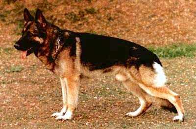 Xento von der Maineiche | German Shepherd Dog 