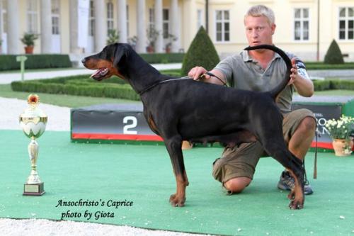 Ansochristo's Caprice | Black Doberman Pinscher