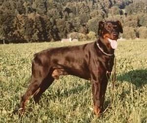 Ex Antis | Black Doberman Pinscher