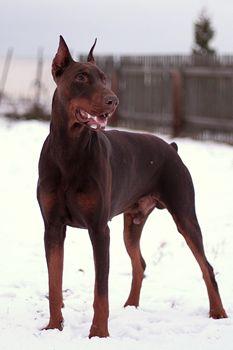 Ilk Black Gong | Brown Doberman Pinscher