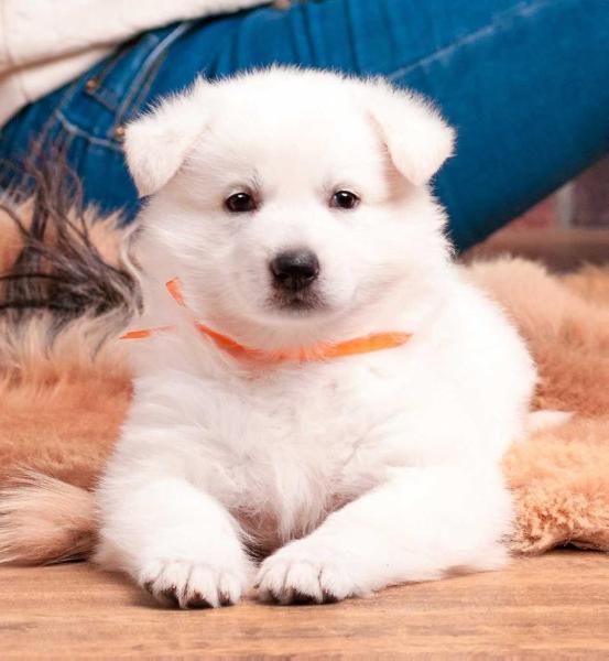 Visenya iz Legendy Yakutii | White Swiss Shepherd Dog 