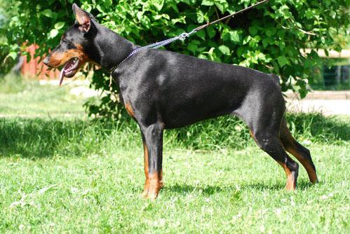 Eve Elite House | Black Doberman Pinscher