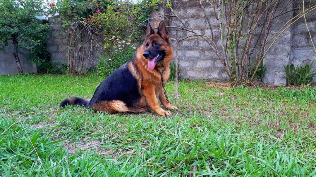 alice von amatis | German Shepherd Dog 