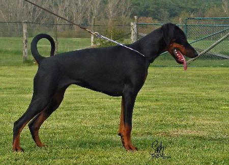 Eaubelle Elite House | Black Doberman Pinscher