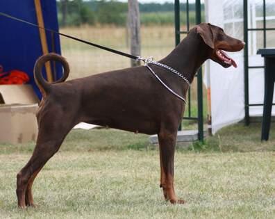 Euphoria Elite House | Brown Doberman Pinscher