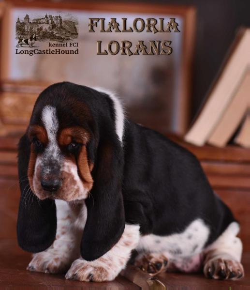 Fialoriya Lorans Long Castle Hound | Basset Hound 