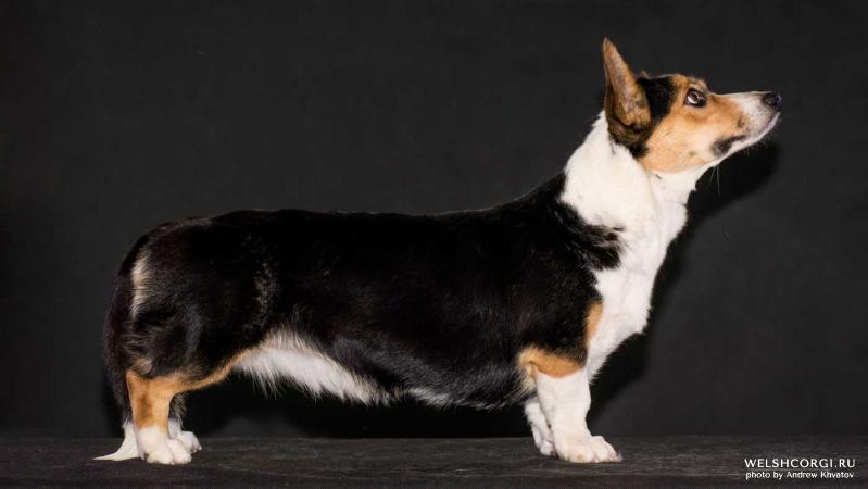 Aethwy Game Of Love | Cardigan Welsh Corgi 