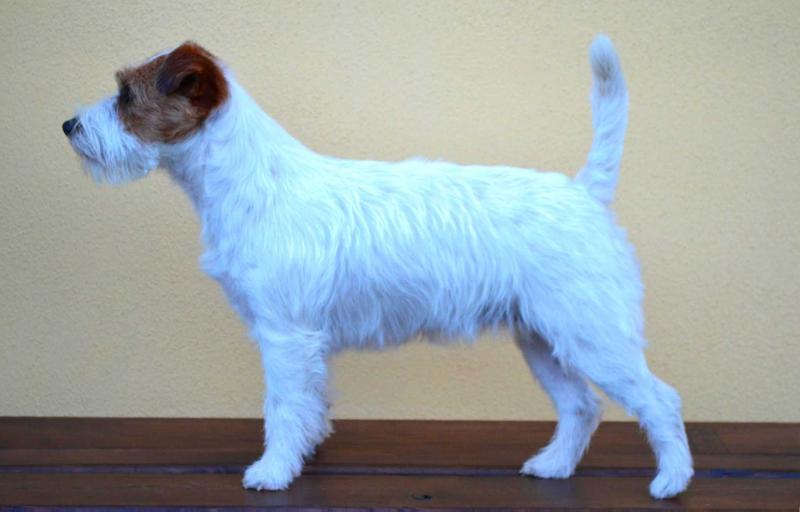 Fanni' di Santamaria | Jack Russell Terrier 