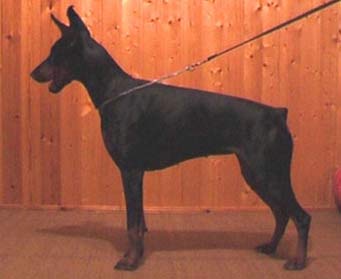 Zelda Rus Kaiswel | Black Doberman Pinscher