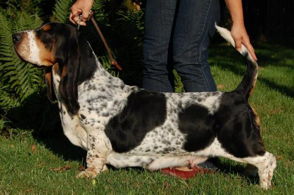 JADZIA Z Polany Klapouchego | Basset Hound 