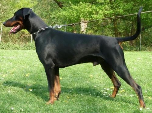 Ikaro v. Ferrenberg | Black Doberman Pinscher