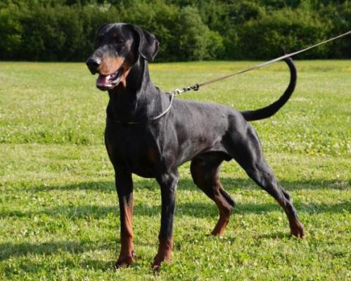 Ilk v. Ferrenberg | Black Doberman Pinscher