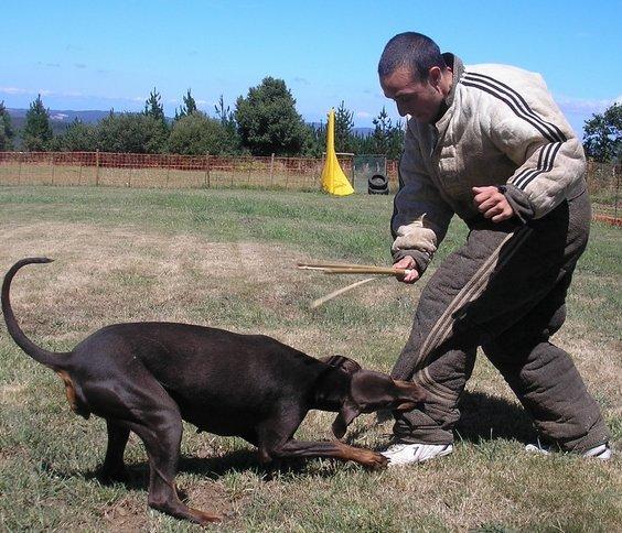 Ira v. Ferrenberg | Brown Doberman Pinscher