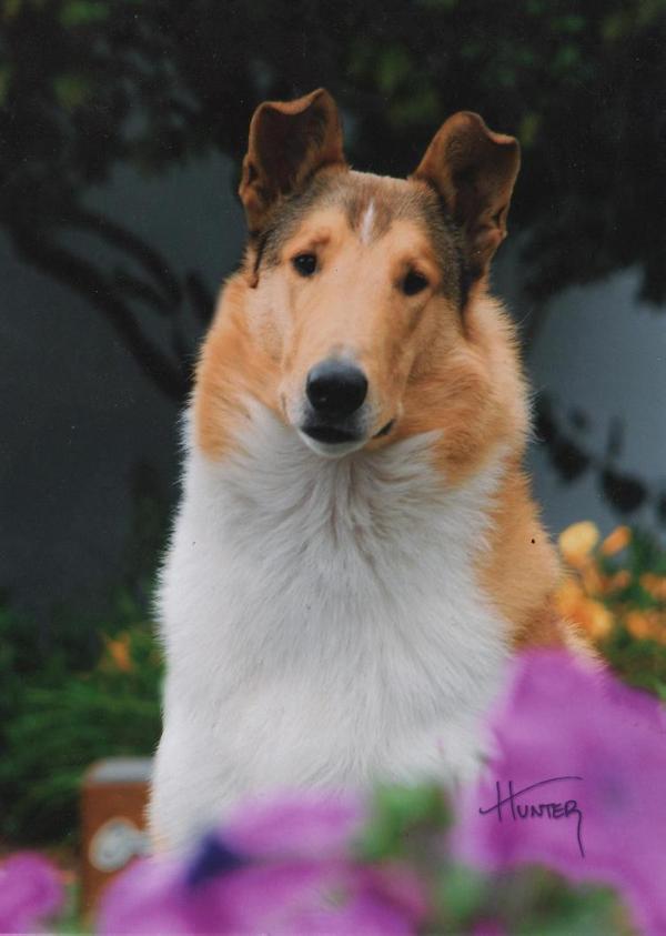 Rimba's Yes We Can | Smooth Collie 