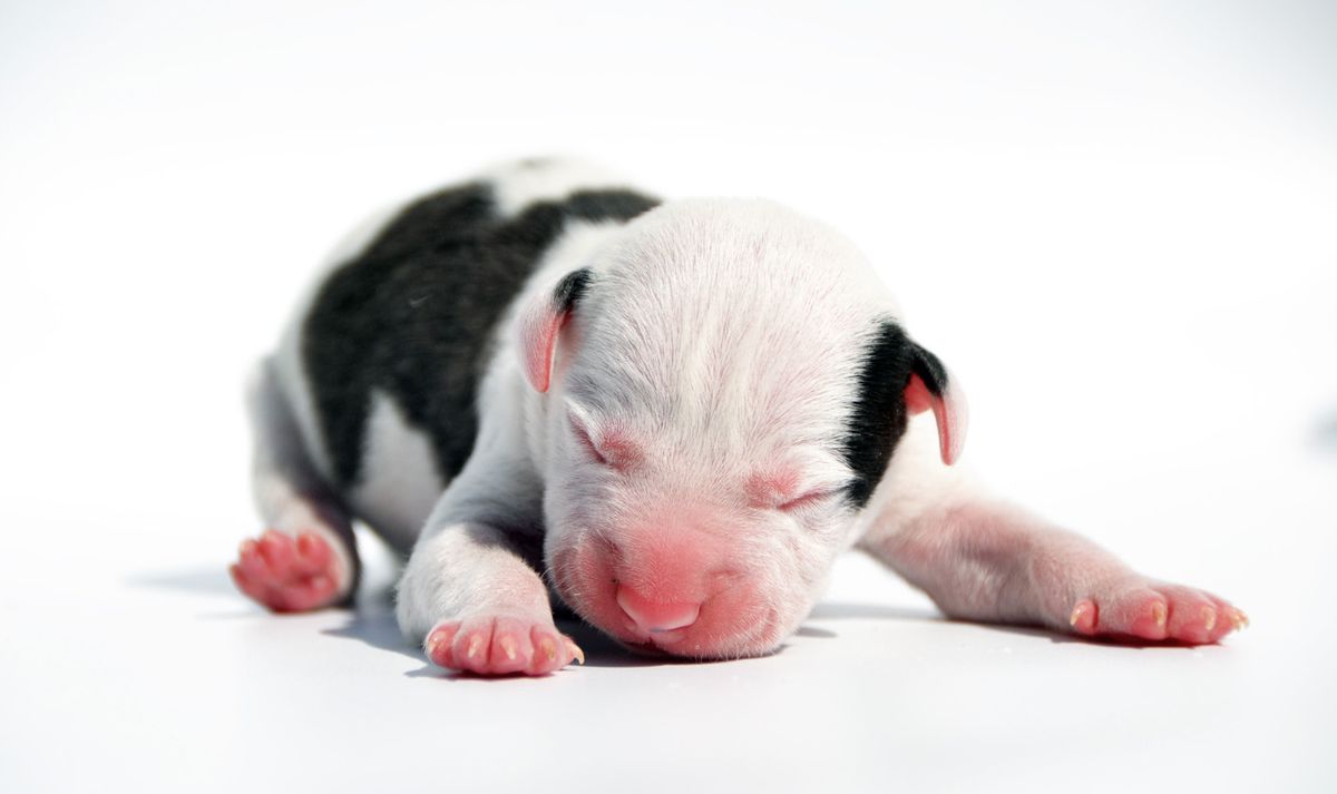 Mortal Kombat Fenik Ra | American Staffordshire Terrier 