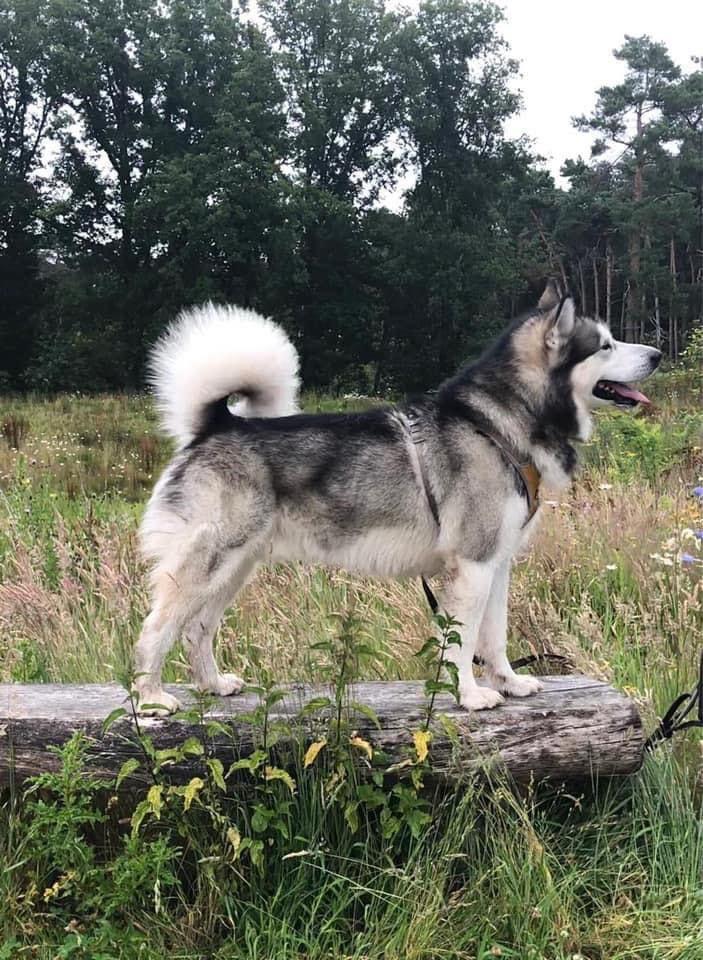 Arctic Voice Blue Lagoon | Alaskan Malamute 