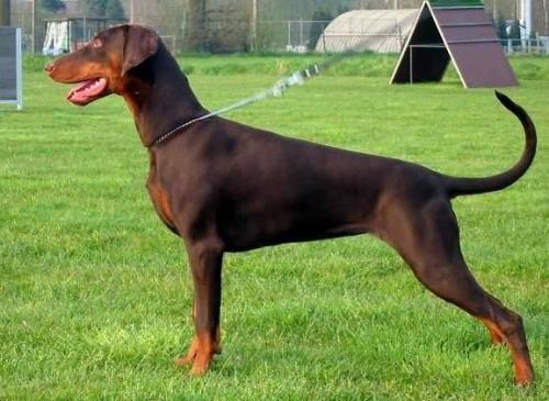 Ilisa v. Ferrenberg | Brown Doberman Pinscher